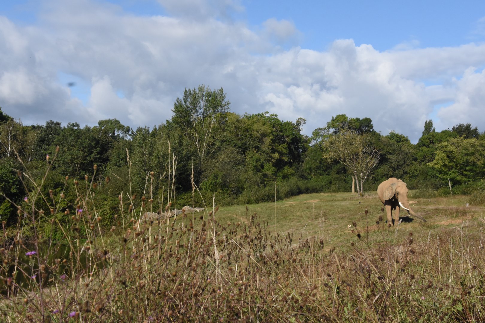 African Elephant enclosure (left side)
