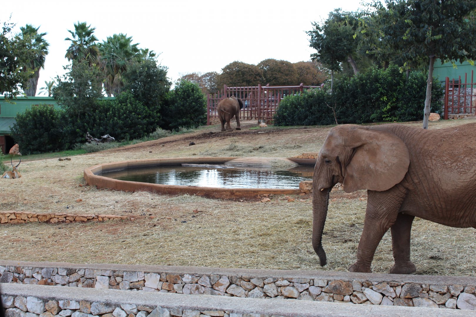 African Elephant Enclosure - Oct 2019