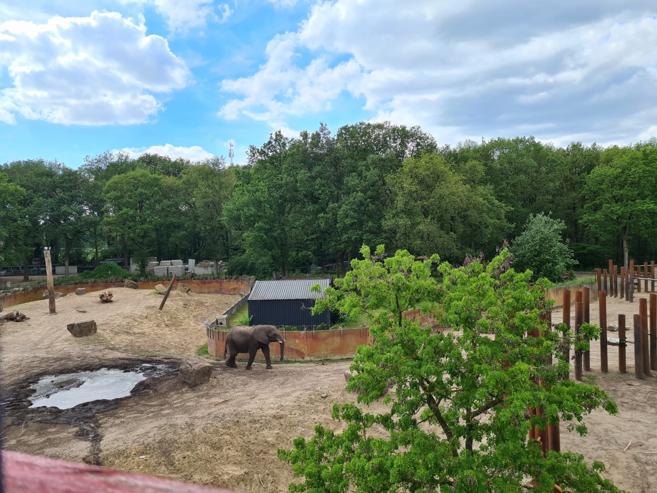 African elephant enclosure - overview