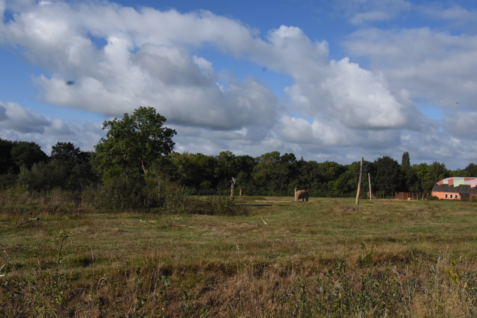 African Elephant enclosure (right side)