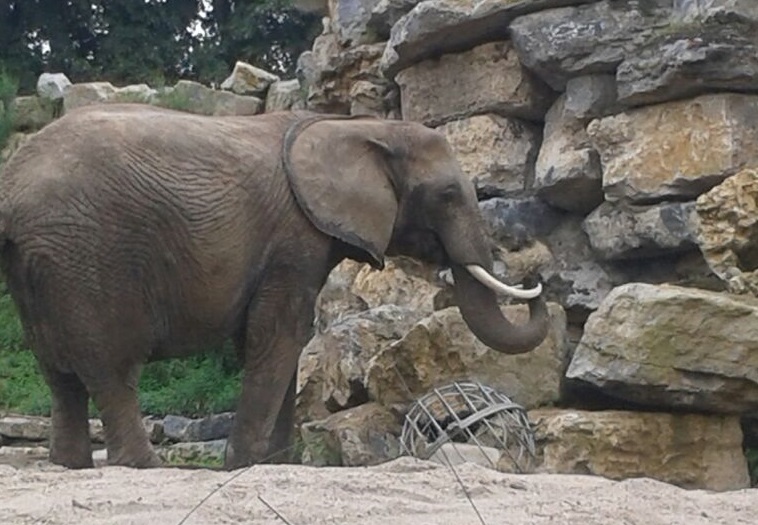 African elephant enclosure