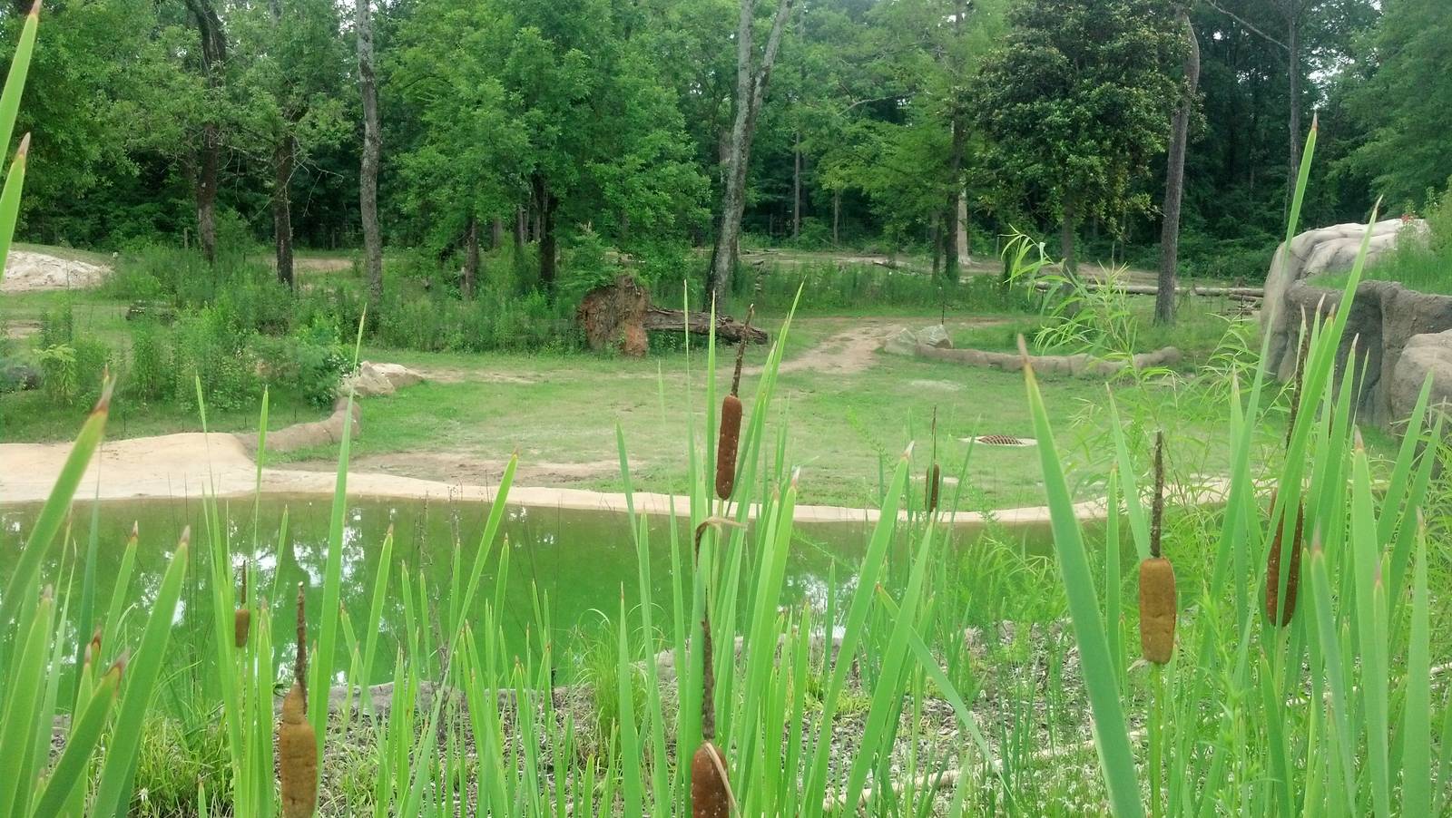 African elephant enclosure