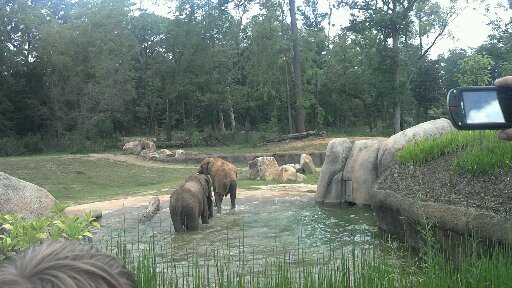 African elephant enclosure