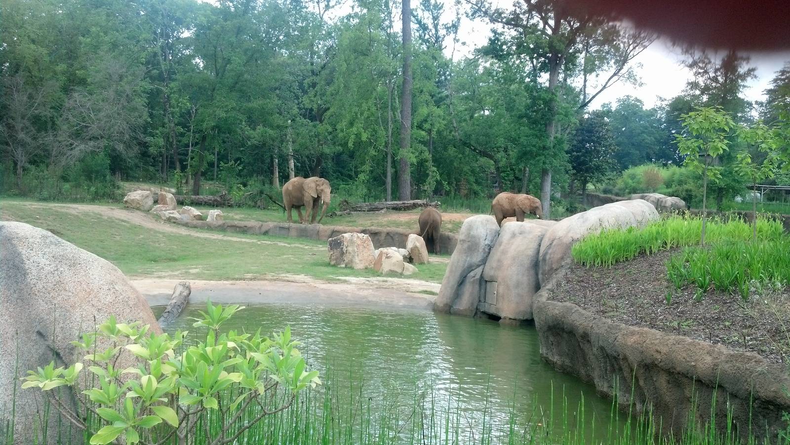 African elephant enclosure