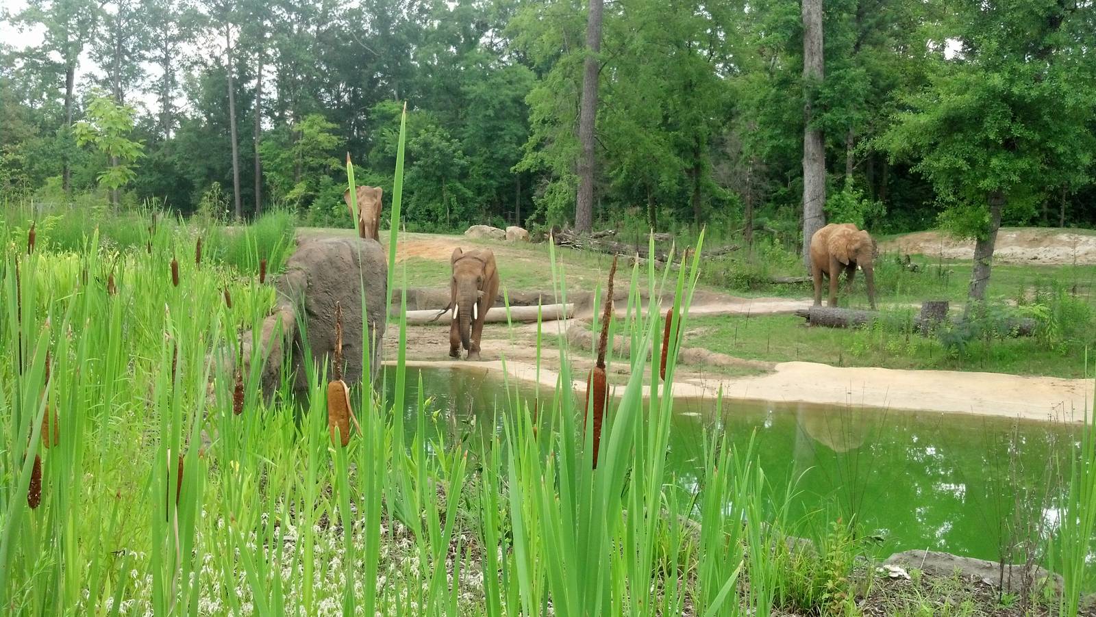 African elephant enclosure