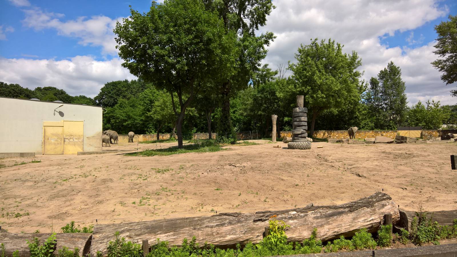 African elephant enclosure
