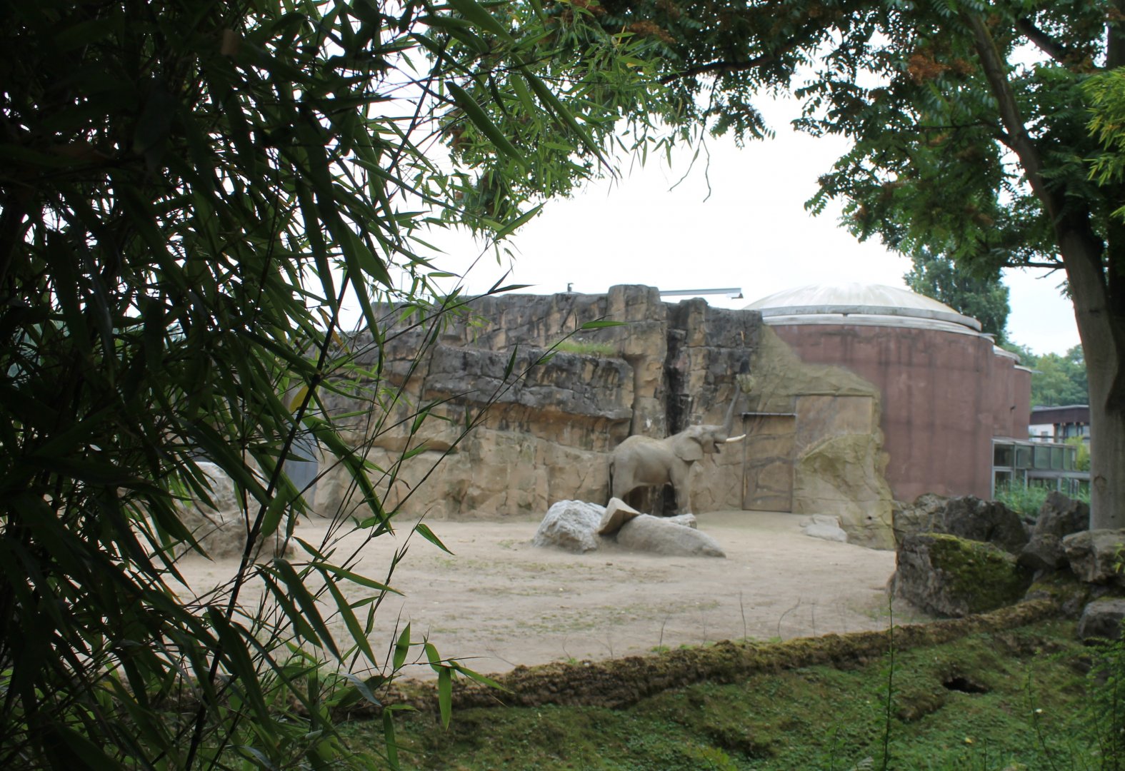 African elephant enclosure