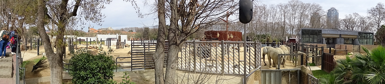 African elephant enclosure