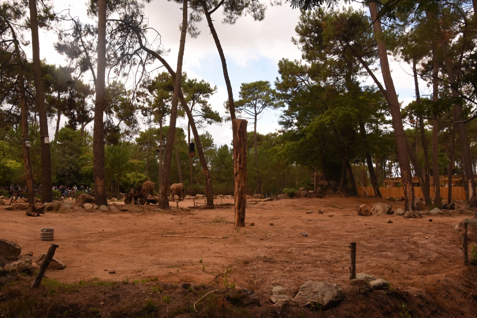 African Elephant enclosure