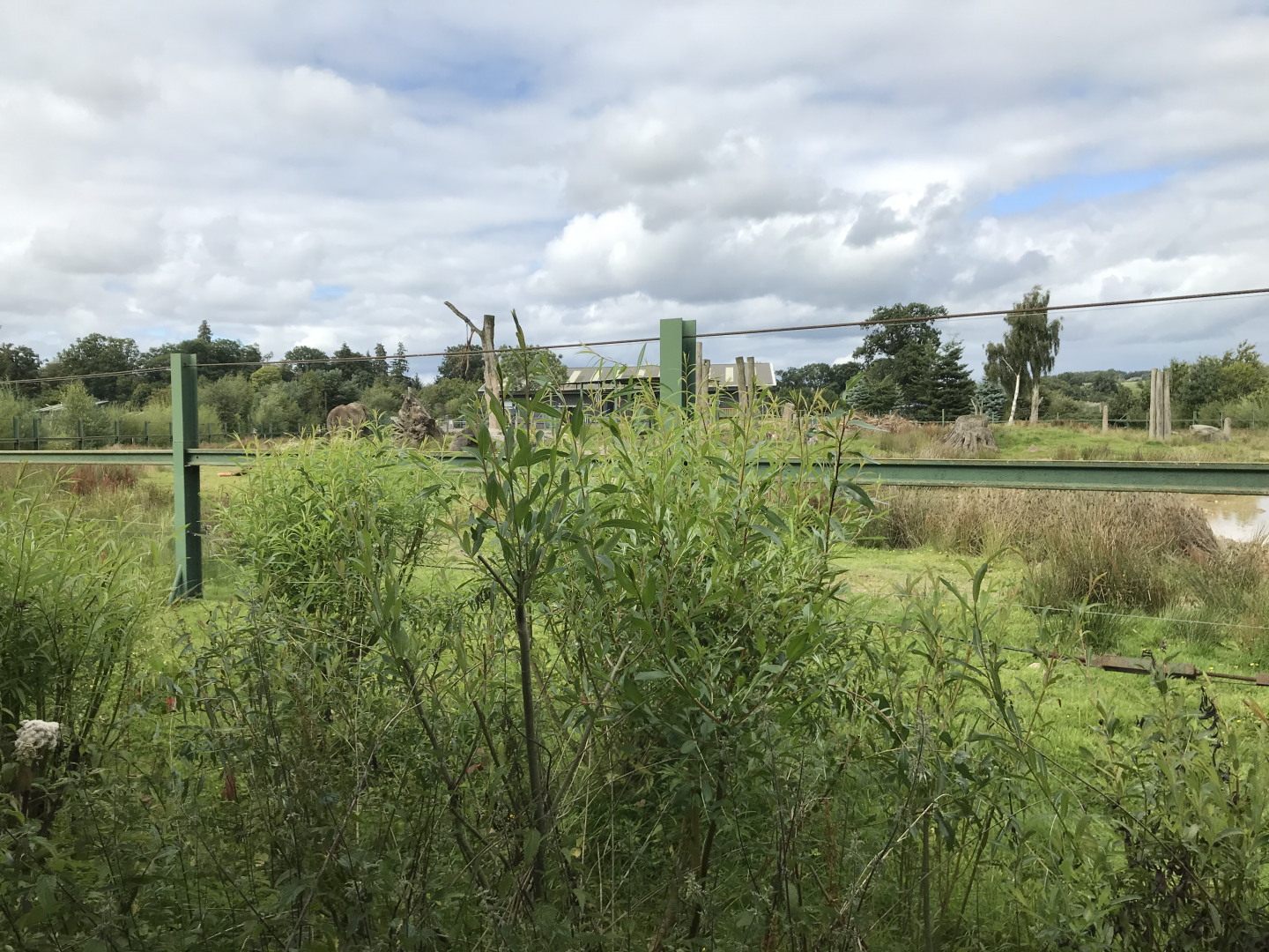 African elephant enclosure