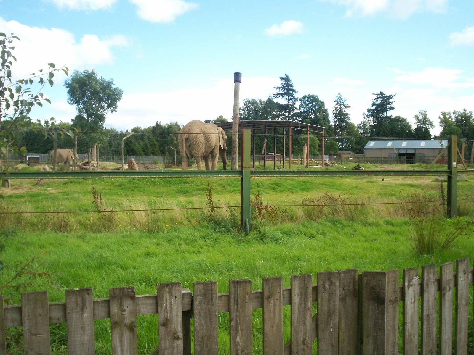 African elephant enclosure