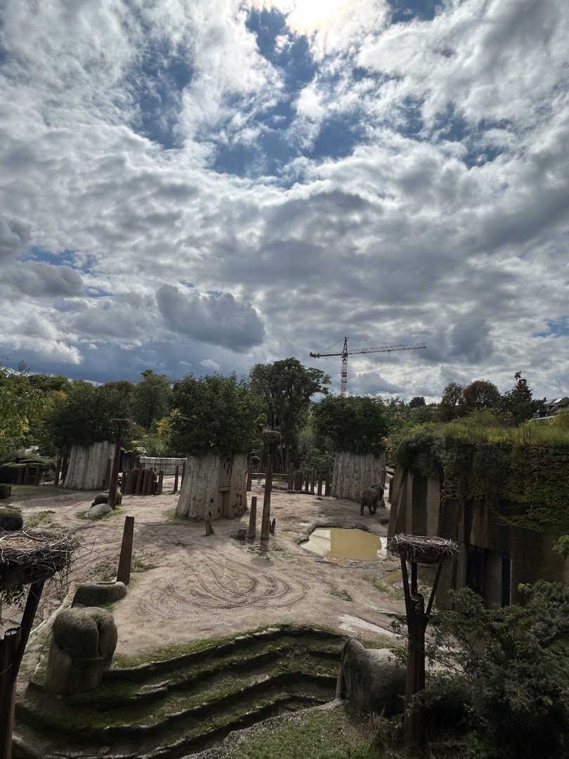 African elephant enclosure