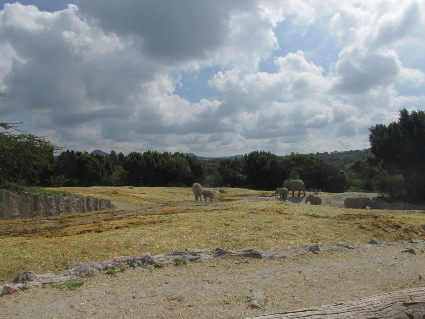 african elephant enclousure