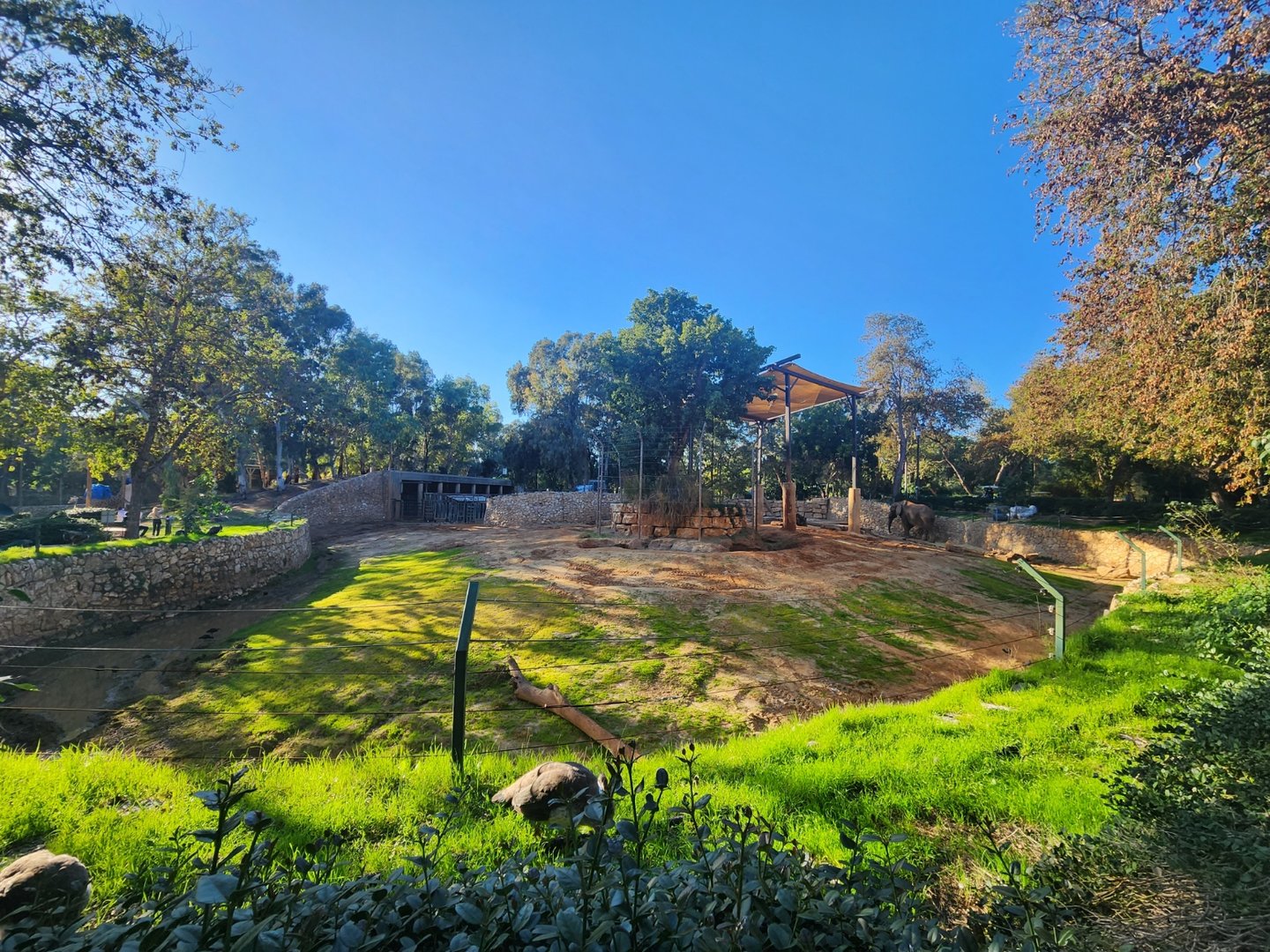 African Elephant Exhibit #1