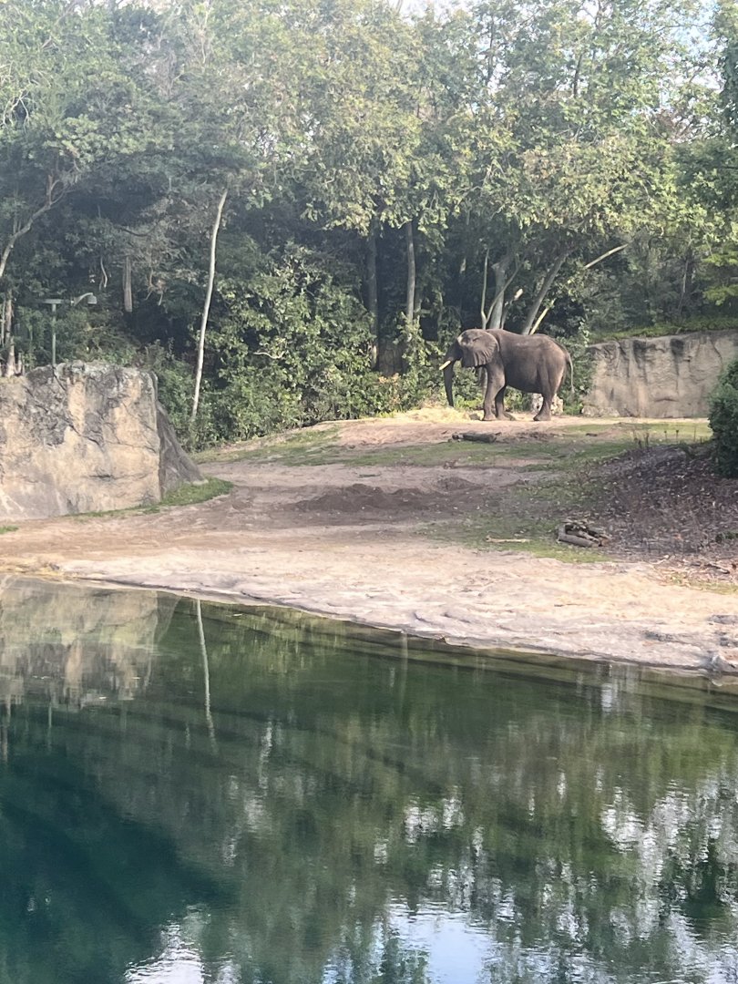 African Elephant Exhibit 1