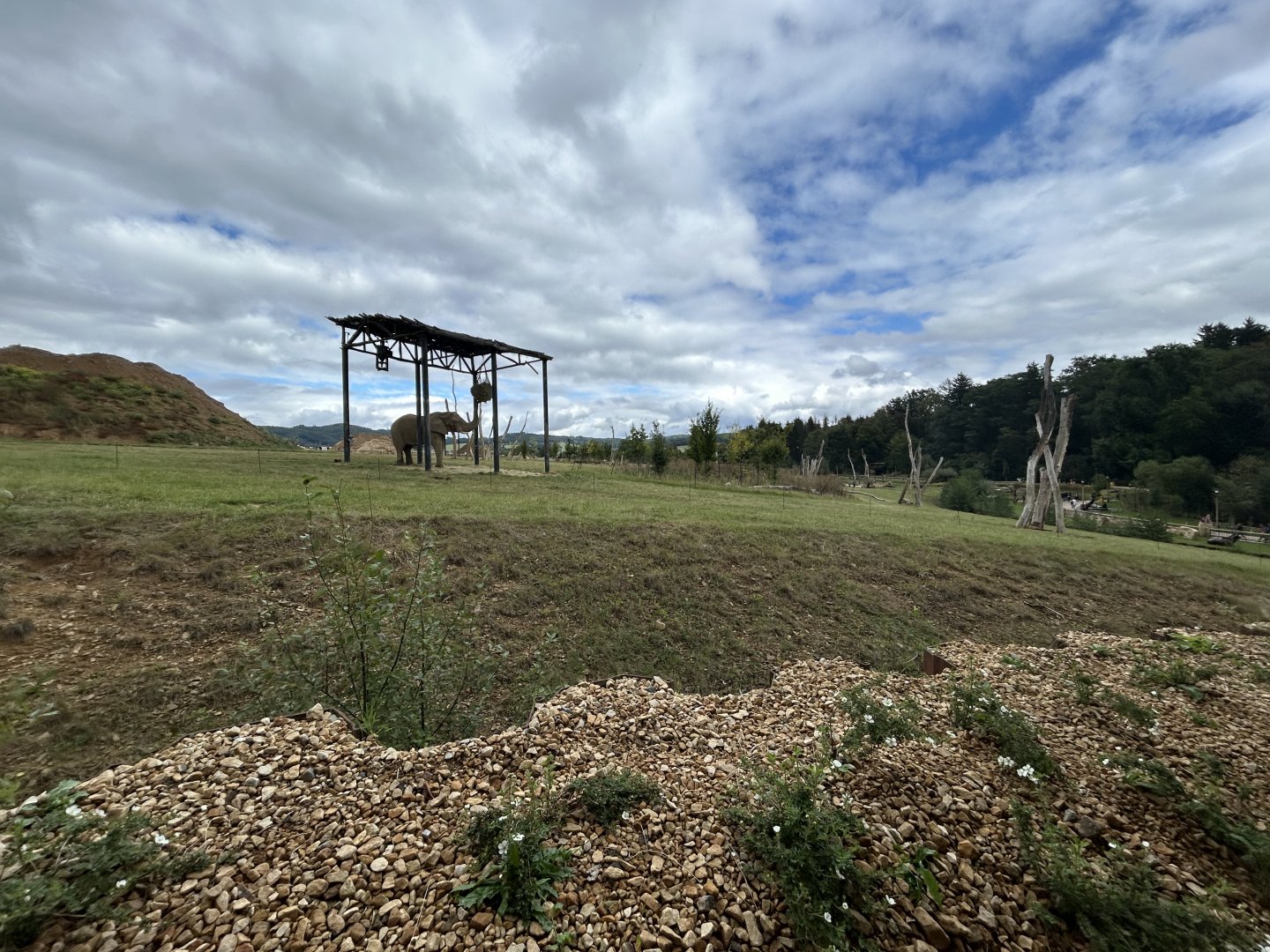 African Elephant Exhibit #1