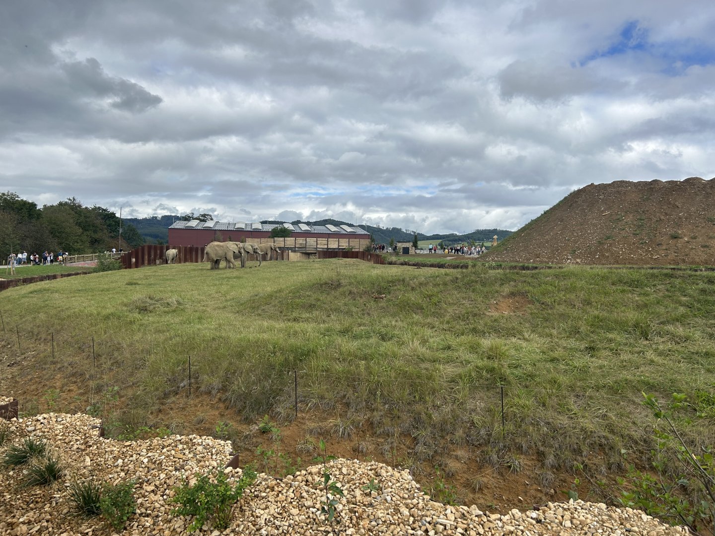 African Elephant Exhibit #1