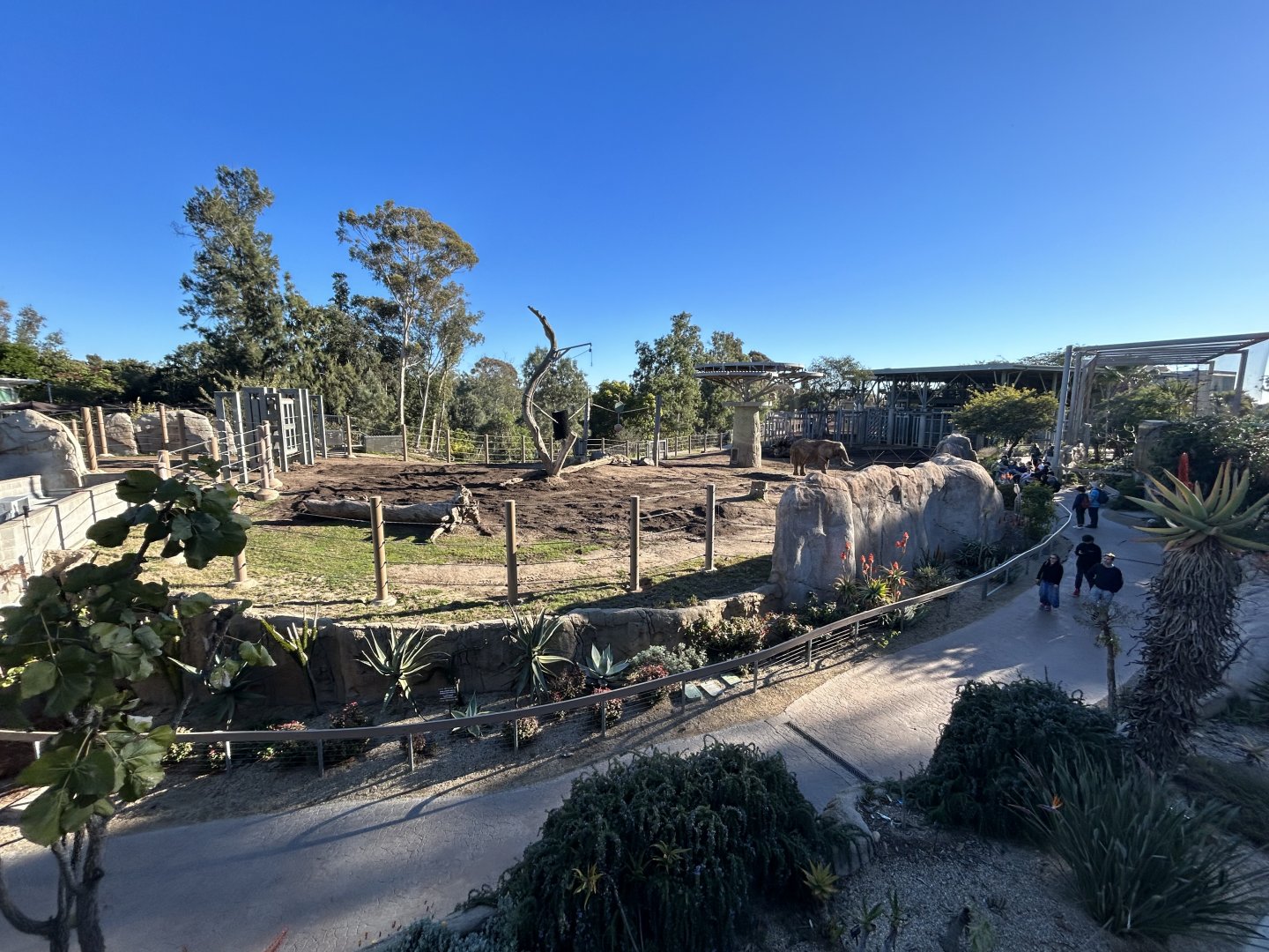 African Elephant Exhibit #2 - Elephant Odyssey