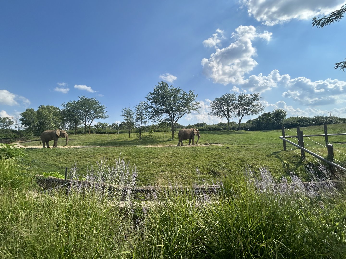 African Elephant Exhibit #2 - Plains