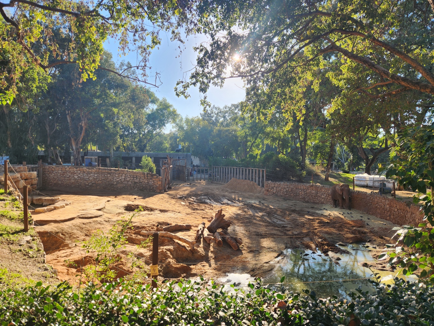 African Elephant Exhibit #2