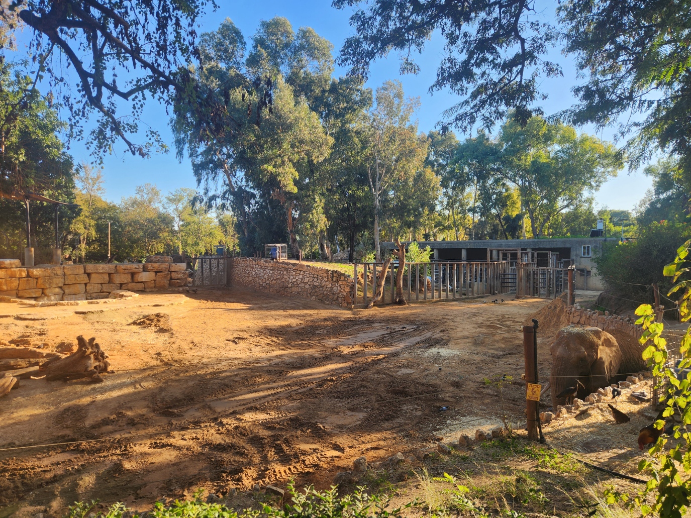 African Elephant Exhibit #2