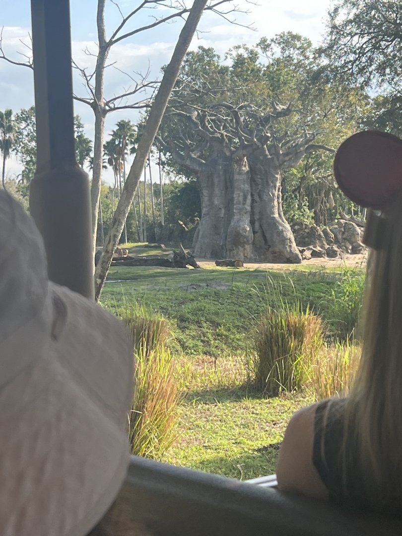 African Elephant Exhibit 2