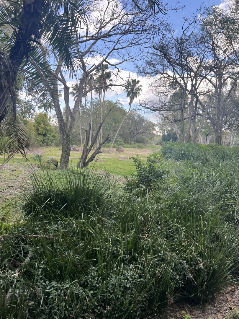 African Elephant Exhibit 2