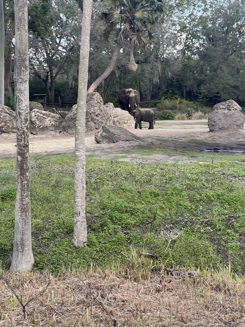 African Elephant Exhibit 2