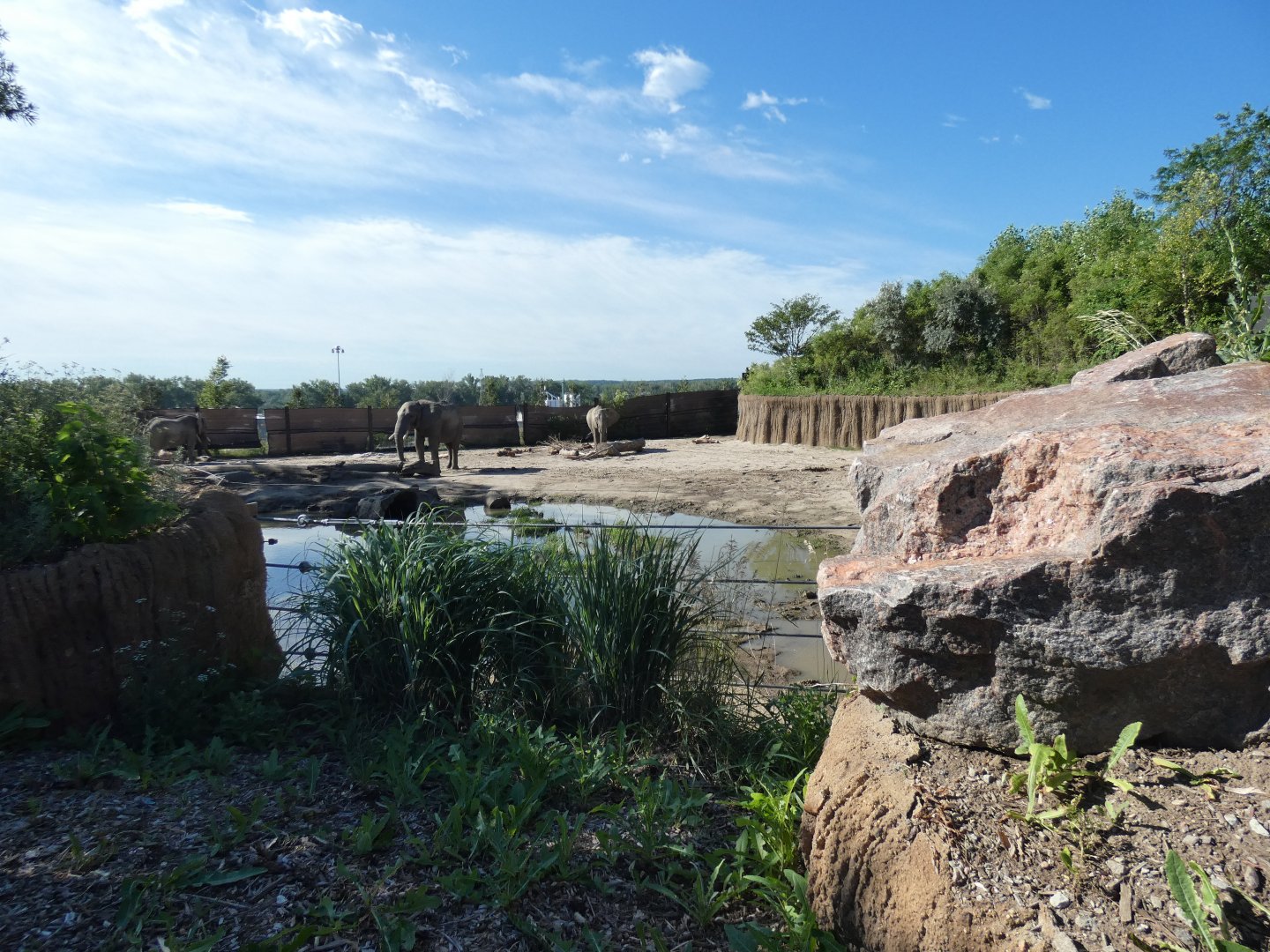 African Elephant Exhibit, African Grasslands - Jun. 2021