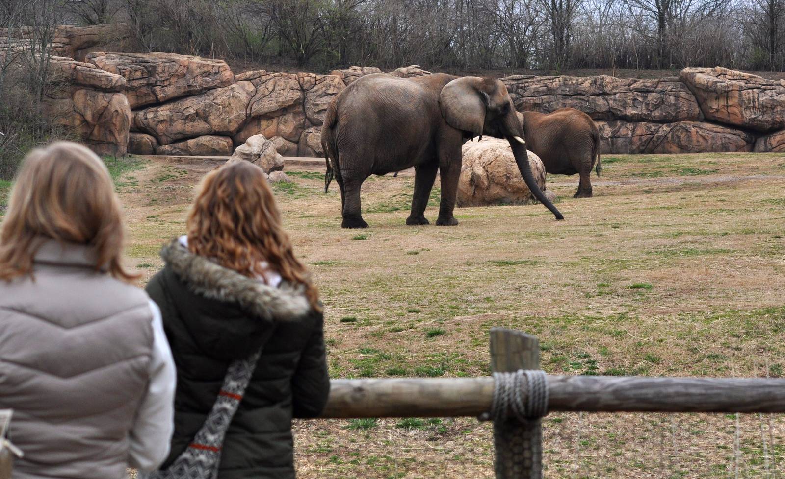African Elephant Exhibit and Guests.