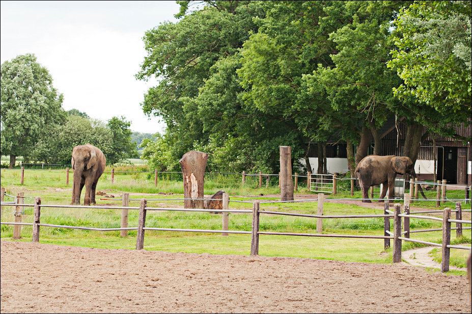 African elephant exhibit at Ströhen