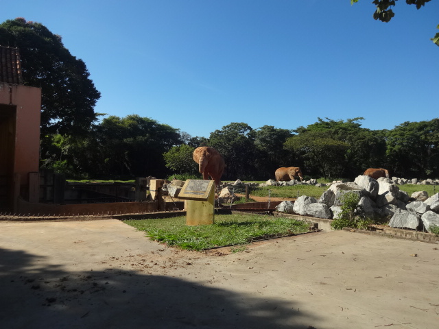 African elephant exhibit - Belo Horizonte zoo