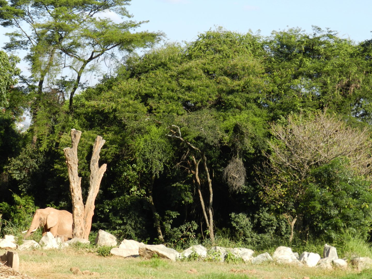 African elephant exhibit - Belo Horizonte zoo