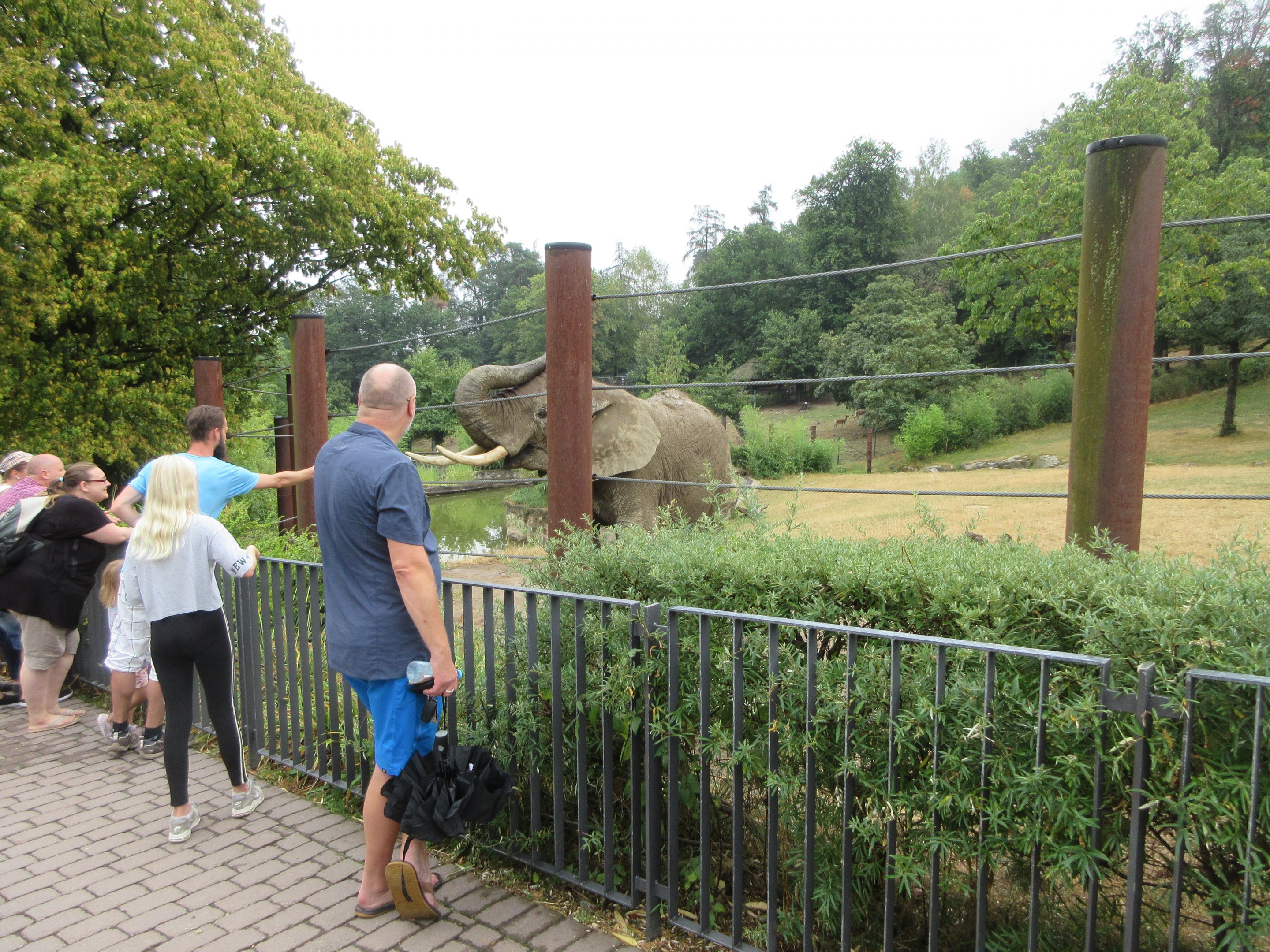 African Elephant Exhibit - feeding an elephant
