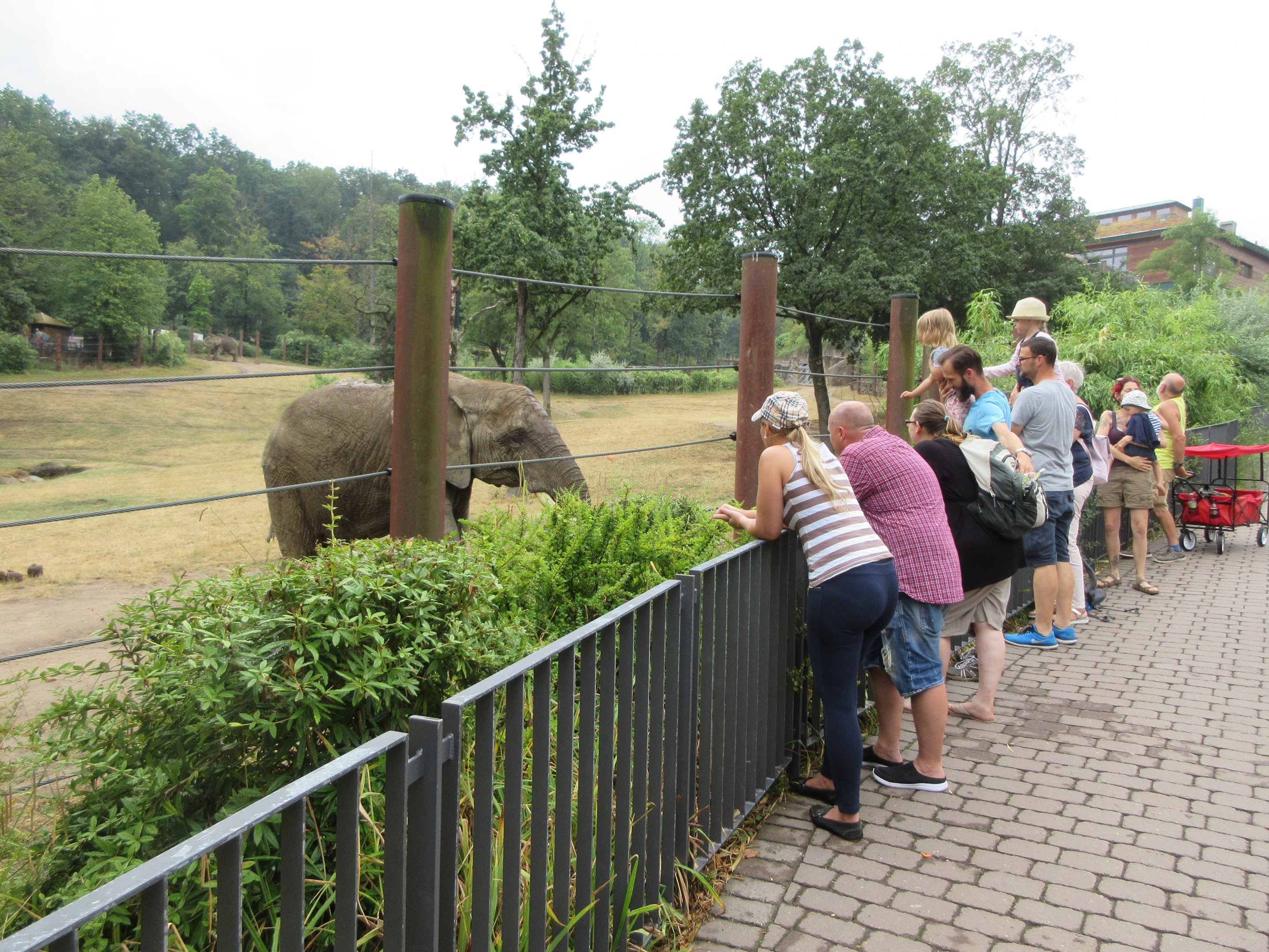African Elephant Exhibit - feeding an elephant