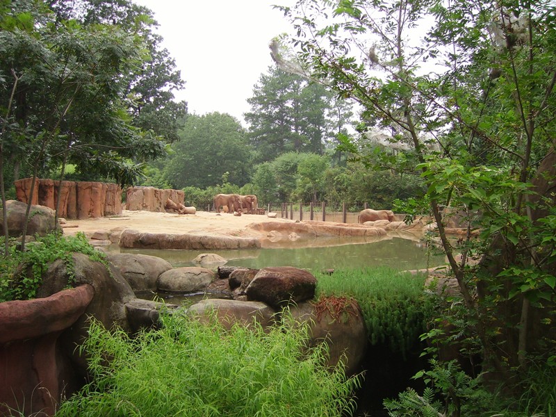 African Elephant Exhibit - Ndoki Forest