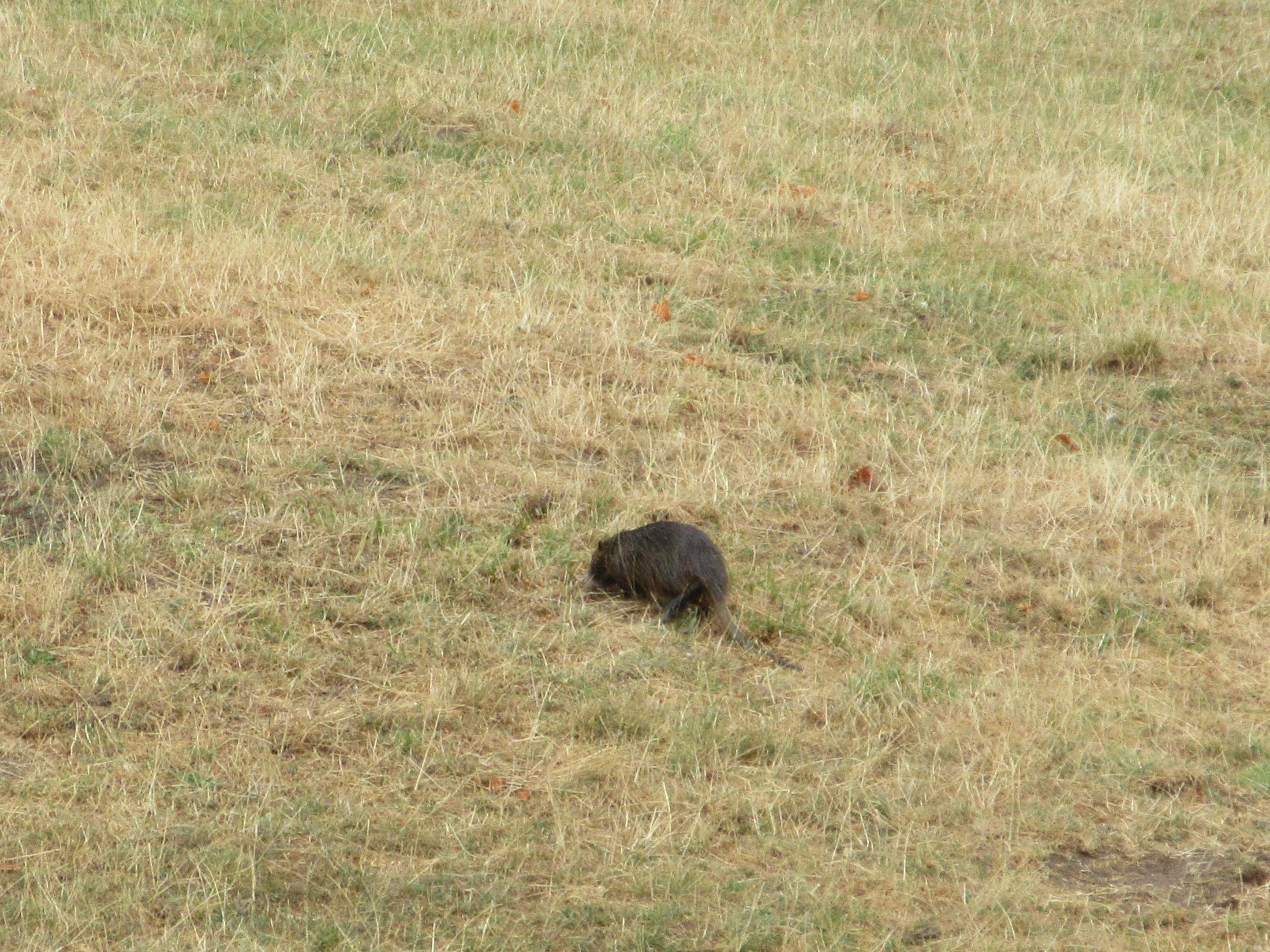 African Elephant Exhibit - Nutria!