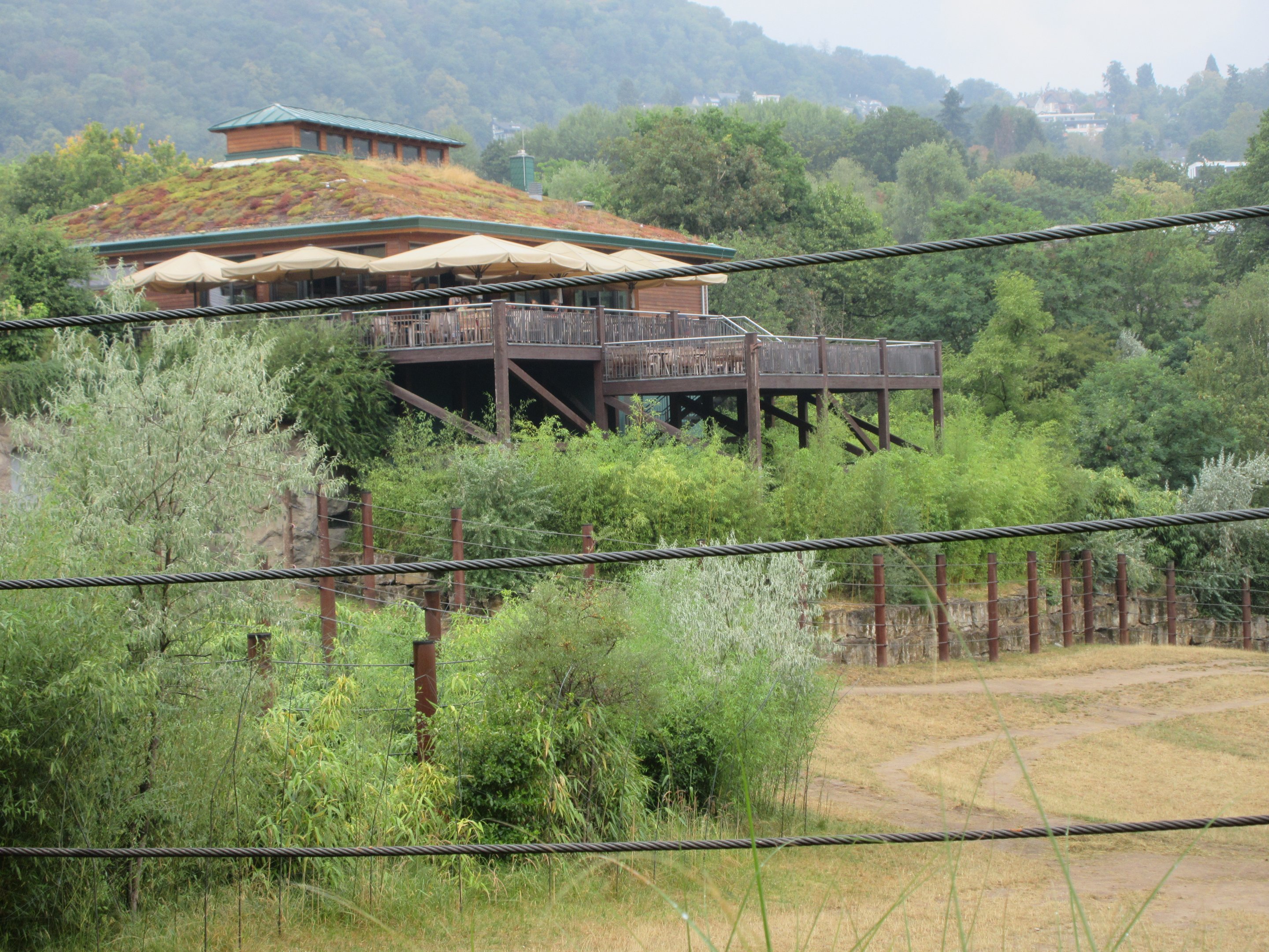 African Elephant Exhibit - Restaurant