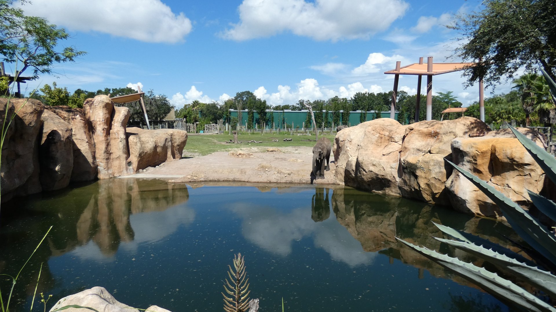 African Elephant Exhibit, Safari Africa & The Ituri Forest - Aug. 2021