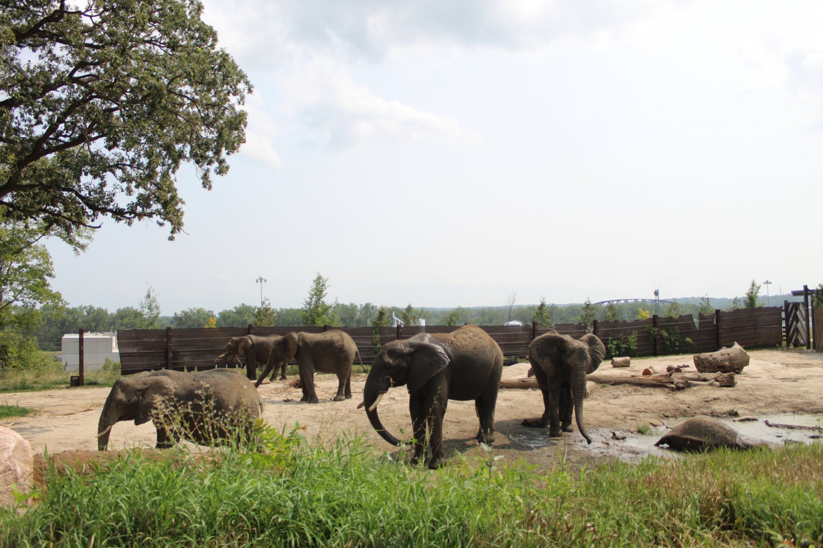 African Elephant Exhibit (South Habitat) - African Grasslands