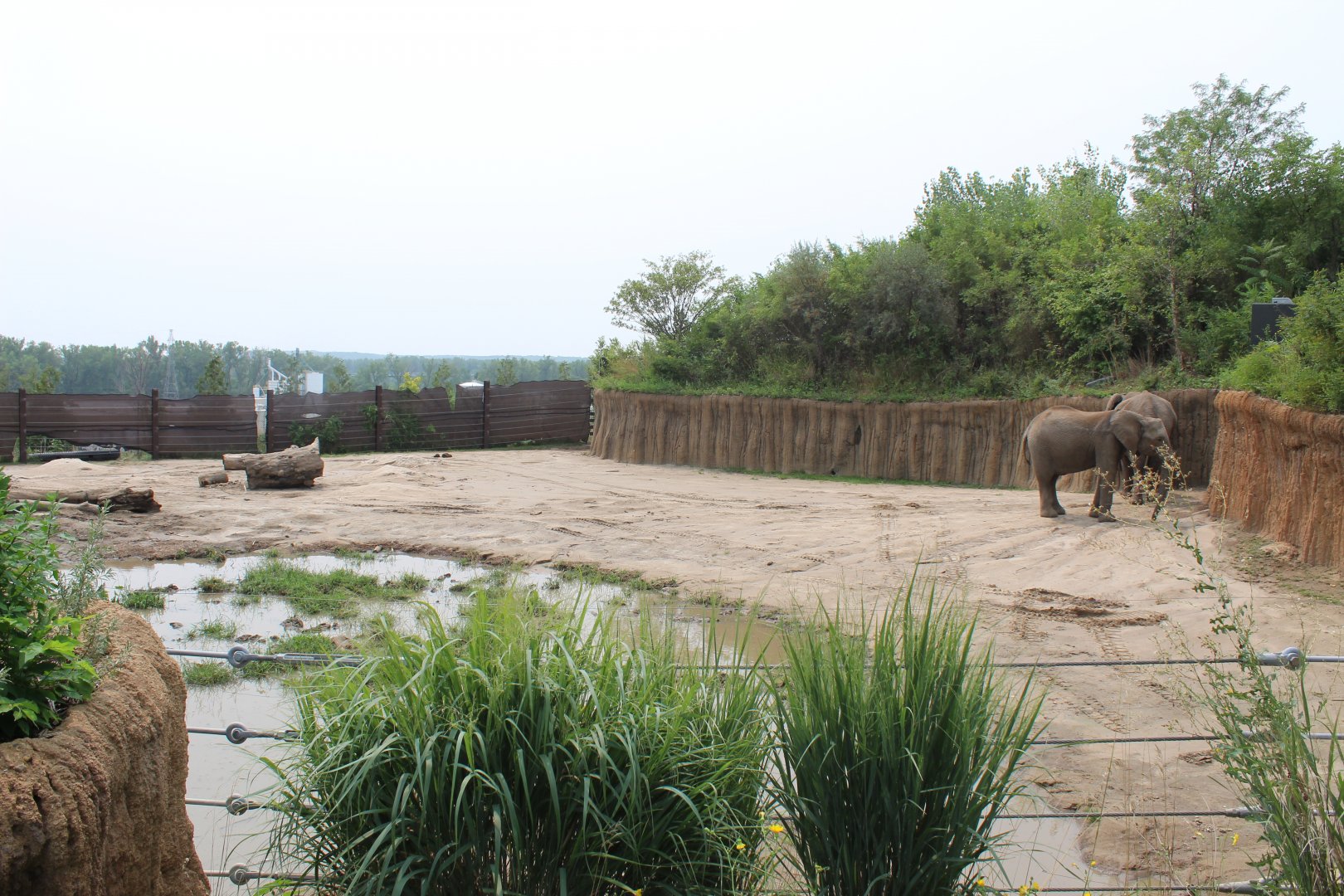 African Elephant Exhibit (South Habitat) - African Grasslands