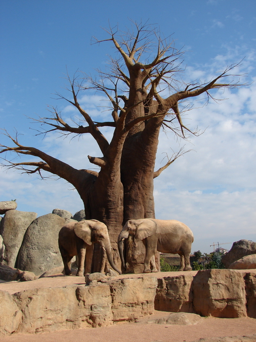 African elephant exhibit with Baobab tree