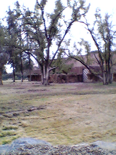 African elephant exhibit with barn in background