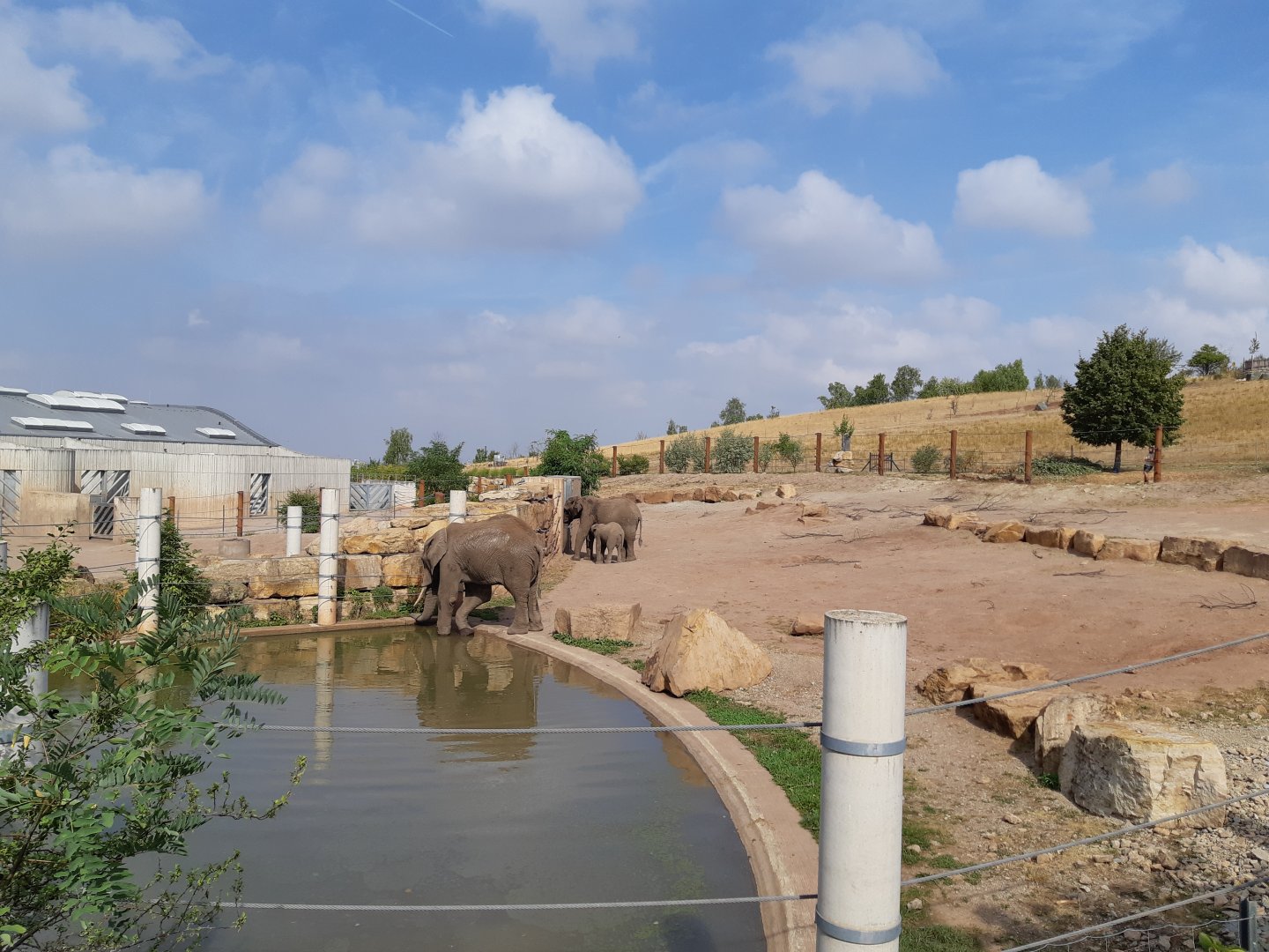 African elephant exhibit - Zoopark Erfurt