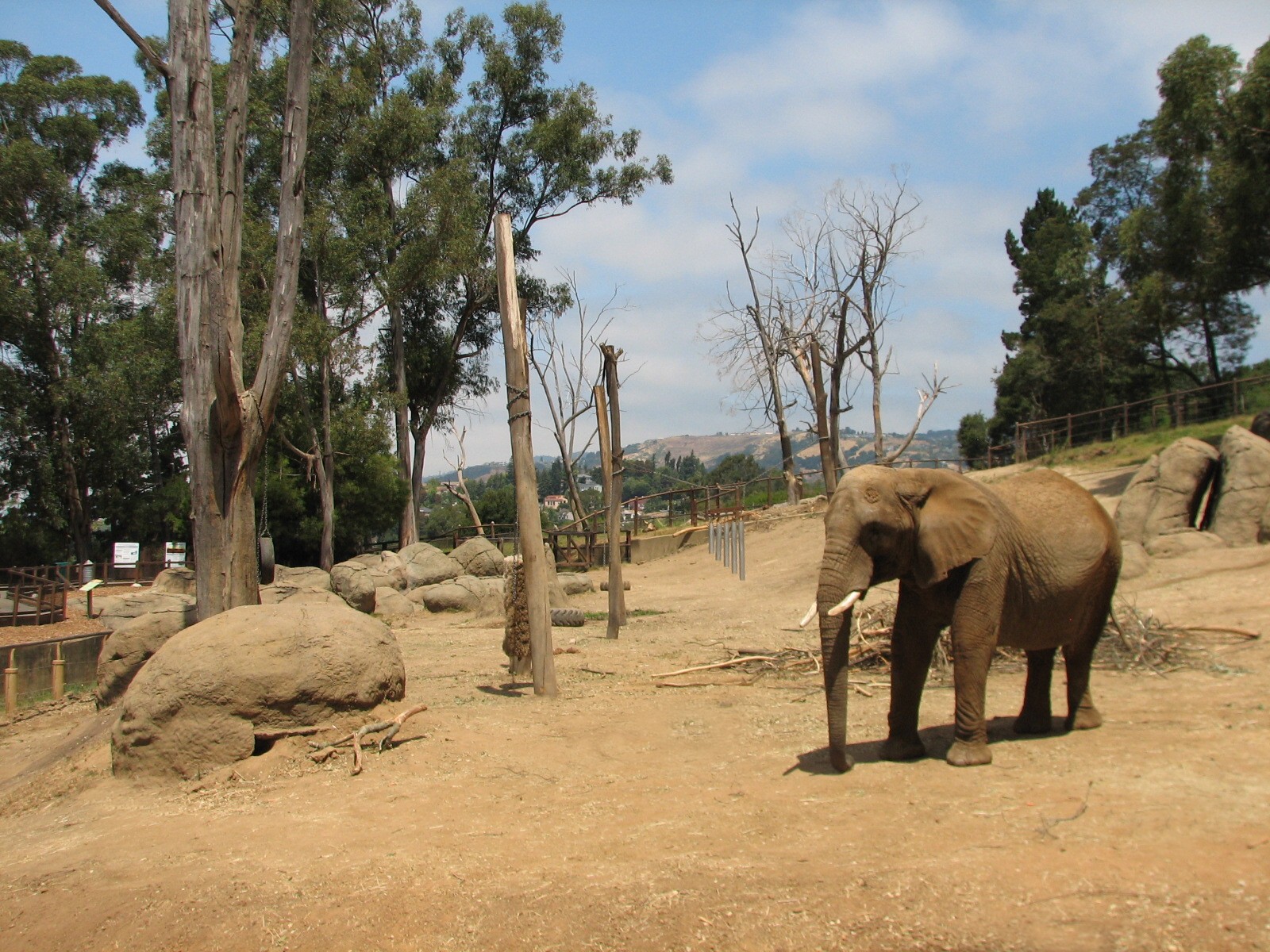 African Elephant Exhibit