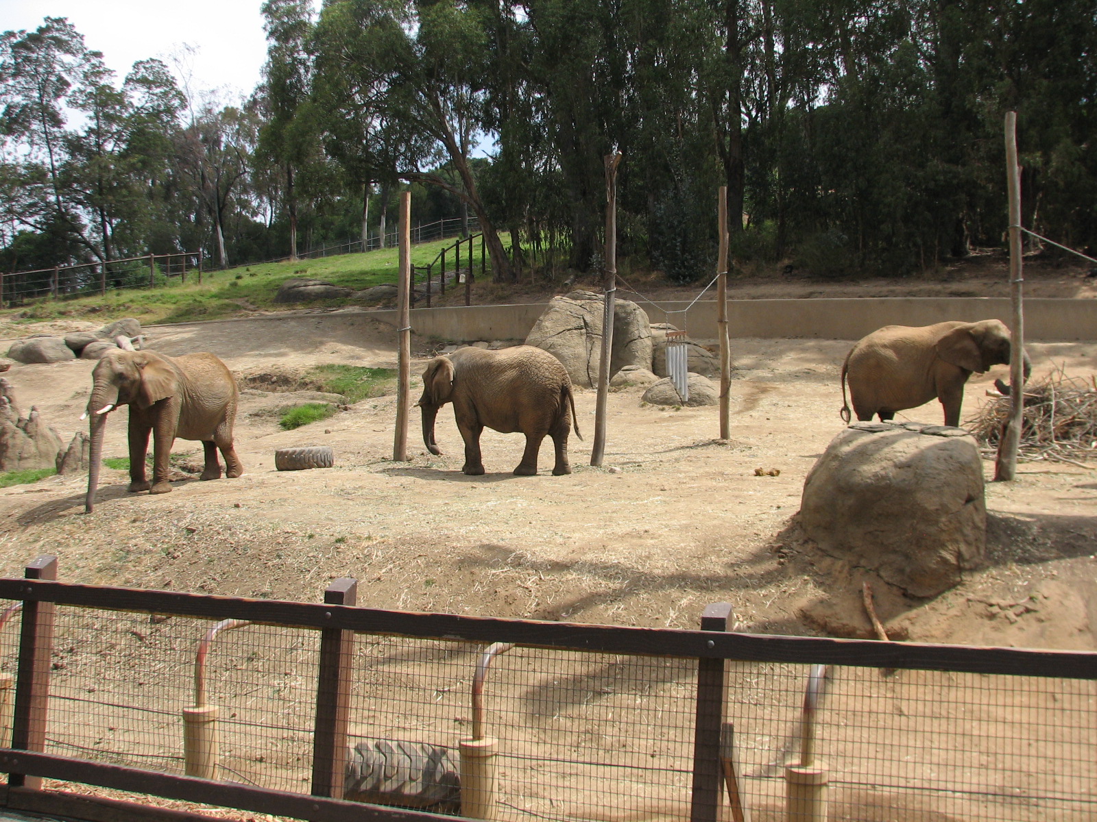 African Elephant Exhibit
