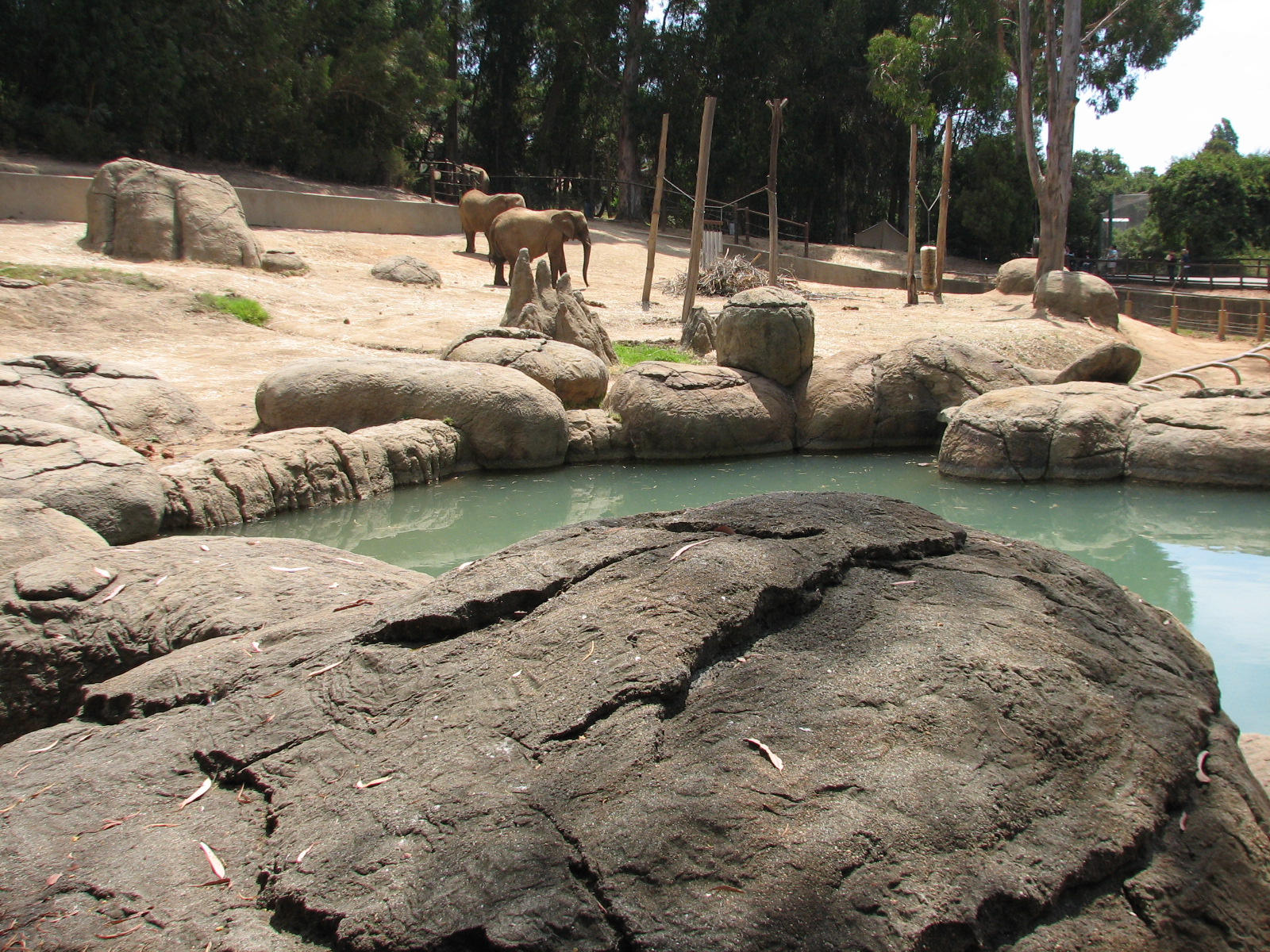 African Elephant Exhibit