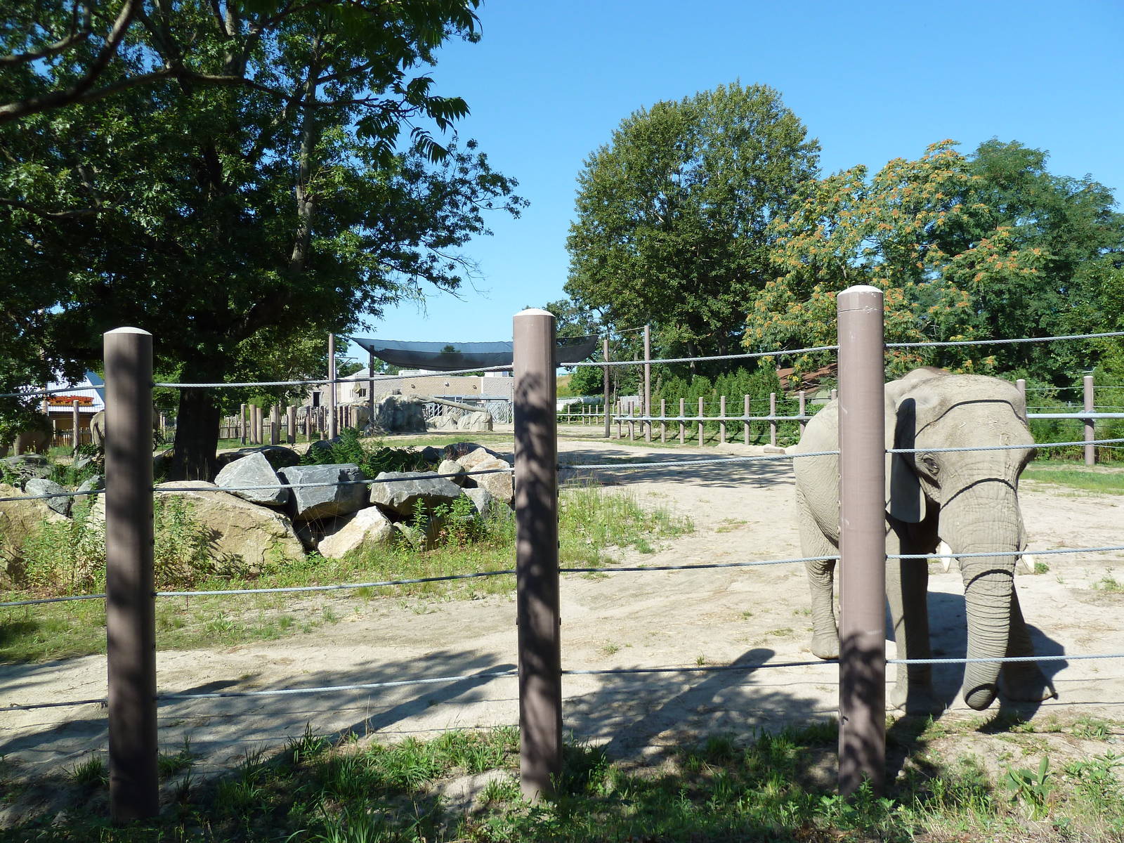 African Elephant Exhibit