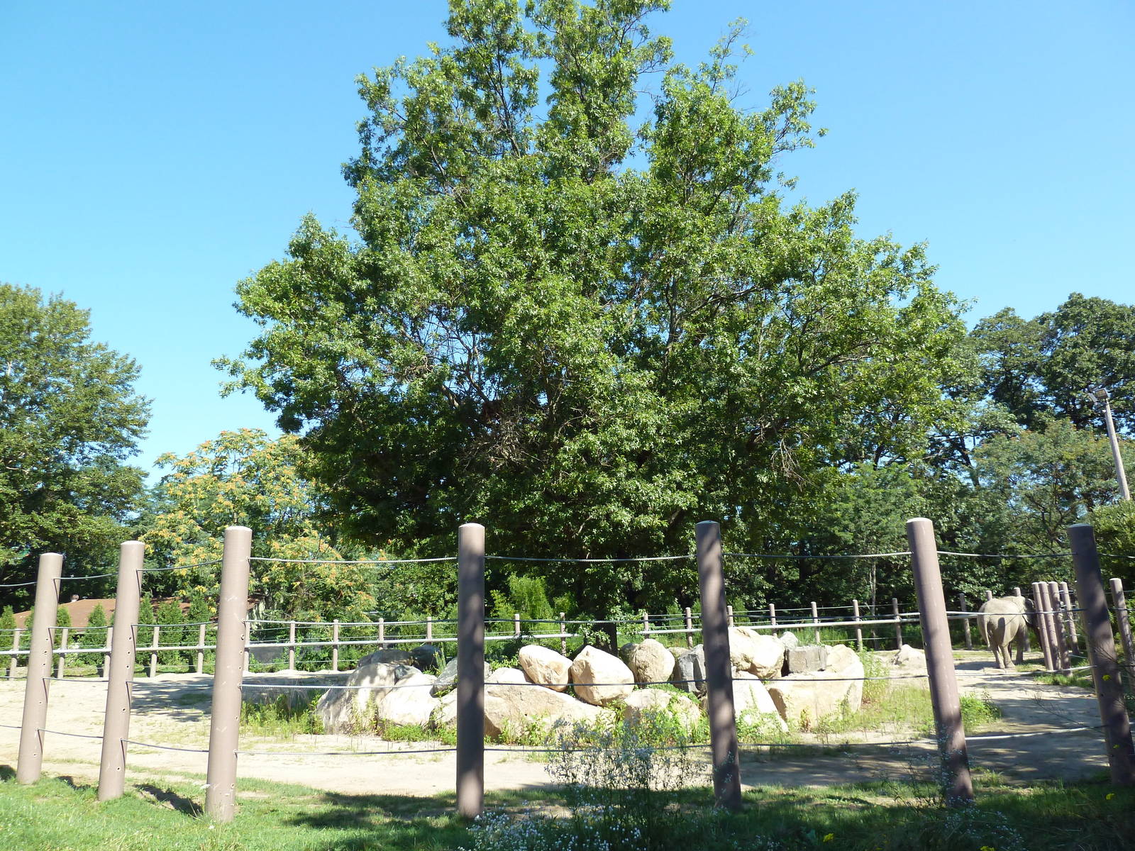 African Elephant Exhibit