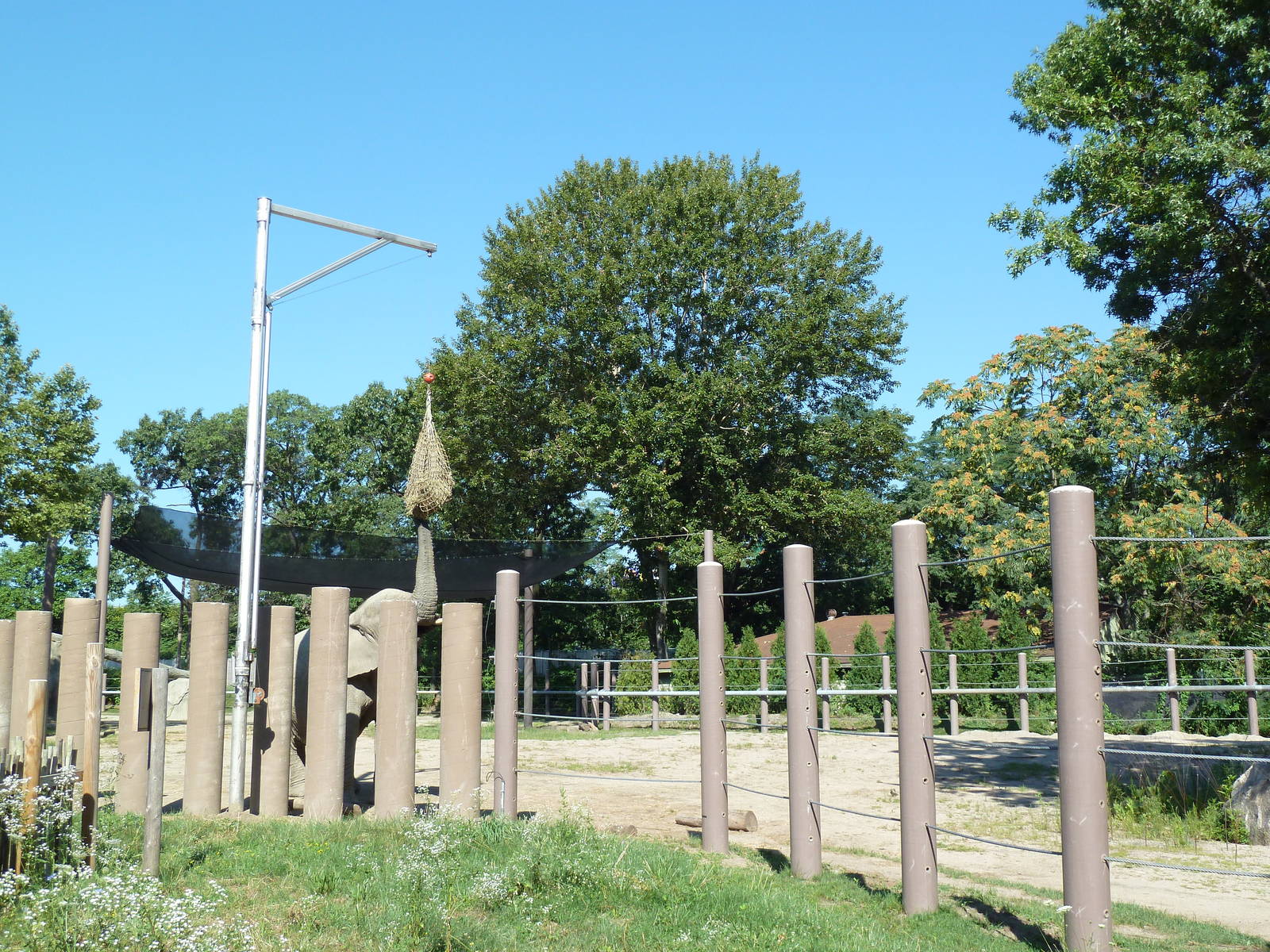 African Elephant Exhibit